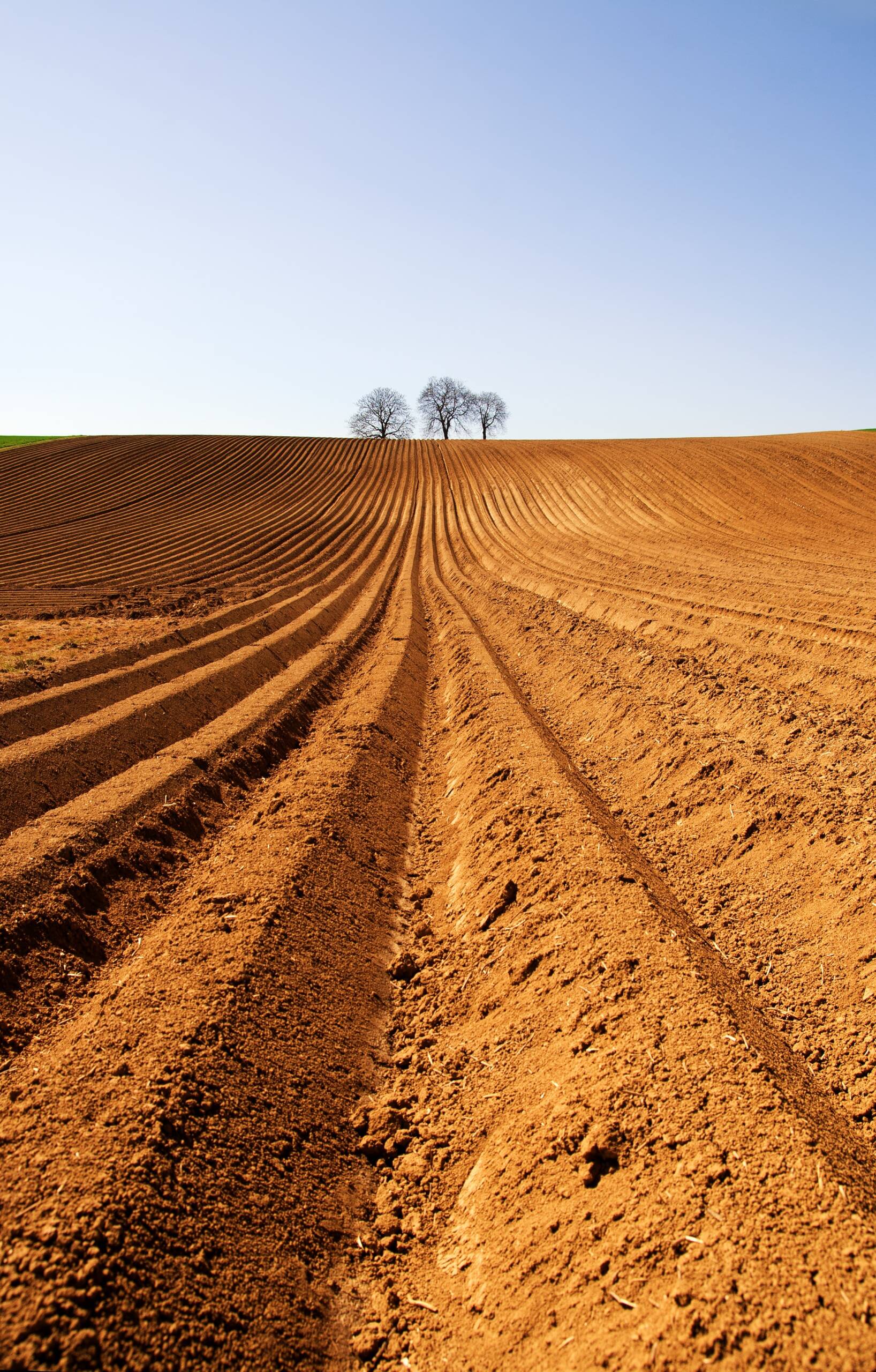 fields-1196418